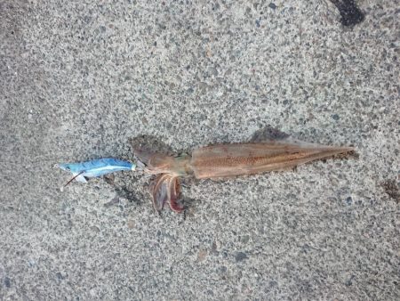 いつもの小さな漁港で